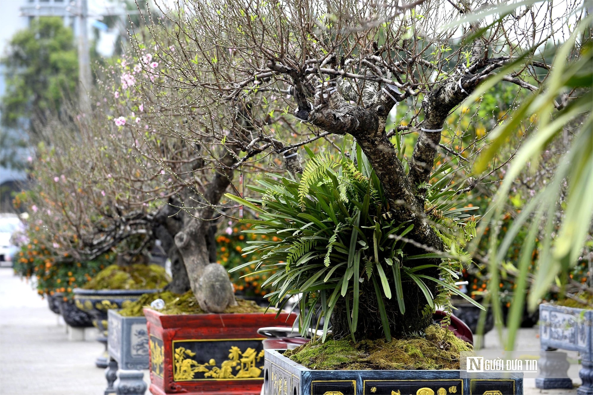 Chợ hoa đào rực rỡ sắc màu, có cây giá thuê lên tới 100 triệu đồng- Ảnh 9. Chợ hoa đào rực rỡ sắc màu, có cây giá thuê lên tới 100 triệu đồng- Ảnh 9.