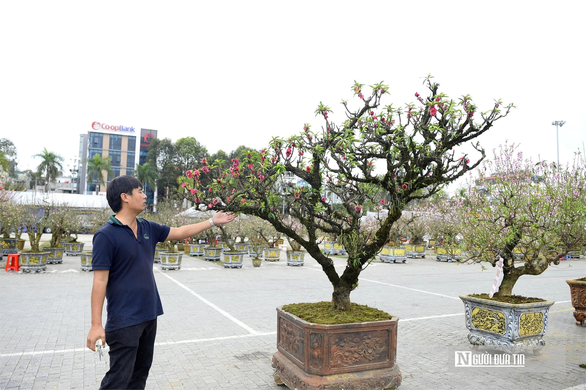 Chợ hoa đào rực rỡ sắc màu, có cây giá thuê lên tới 100 triệu đồng- Ảnh 10. Chợ hoa đào rực rỡ sắc màu, có cây giá thuê lên tới 100 triệu đồng- Ảnh 10.