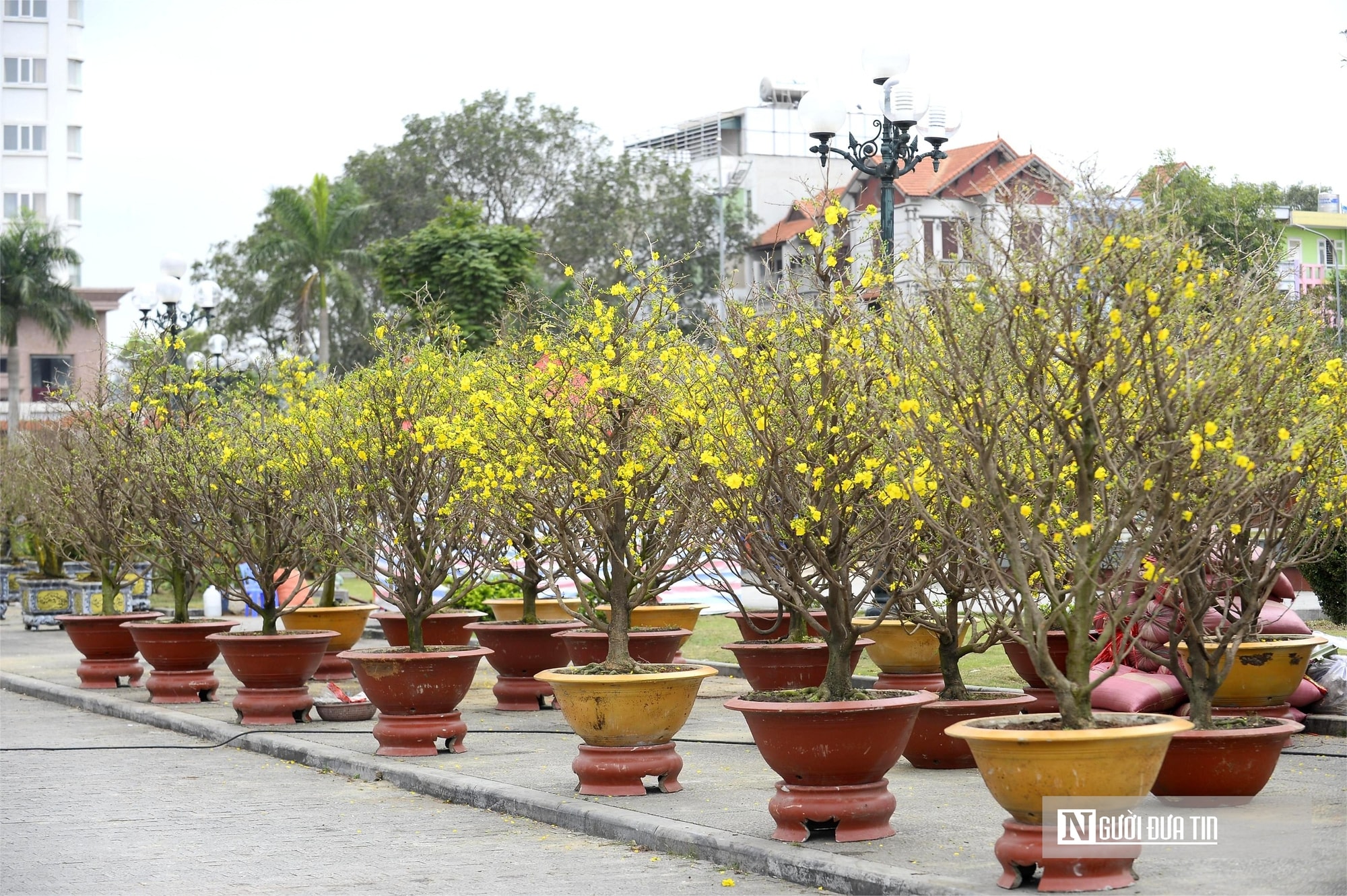 Chợ hoa đào rực rỡ sắc màu, có cây giá thuê lên tới 100 triệu đồng- Ảnh 11. Chợ hoa đào rực rỡ sắc màu, có cây giá thuê lên tới 100 triệu đồng- Ảnh 11.