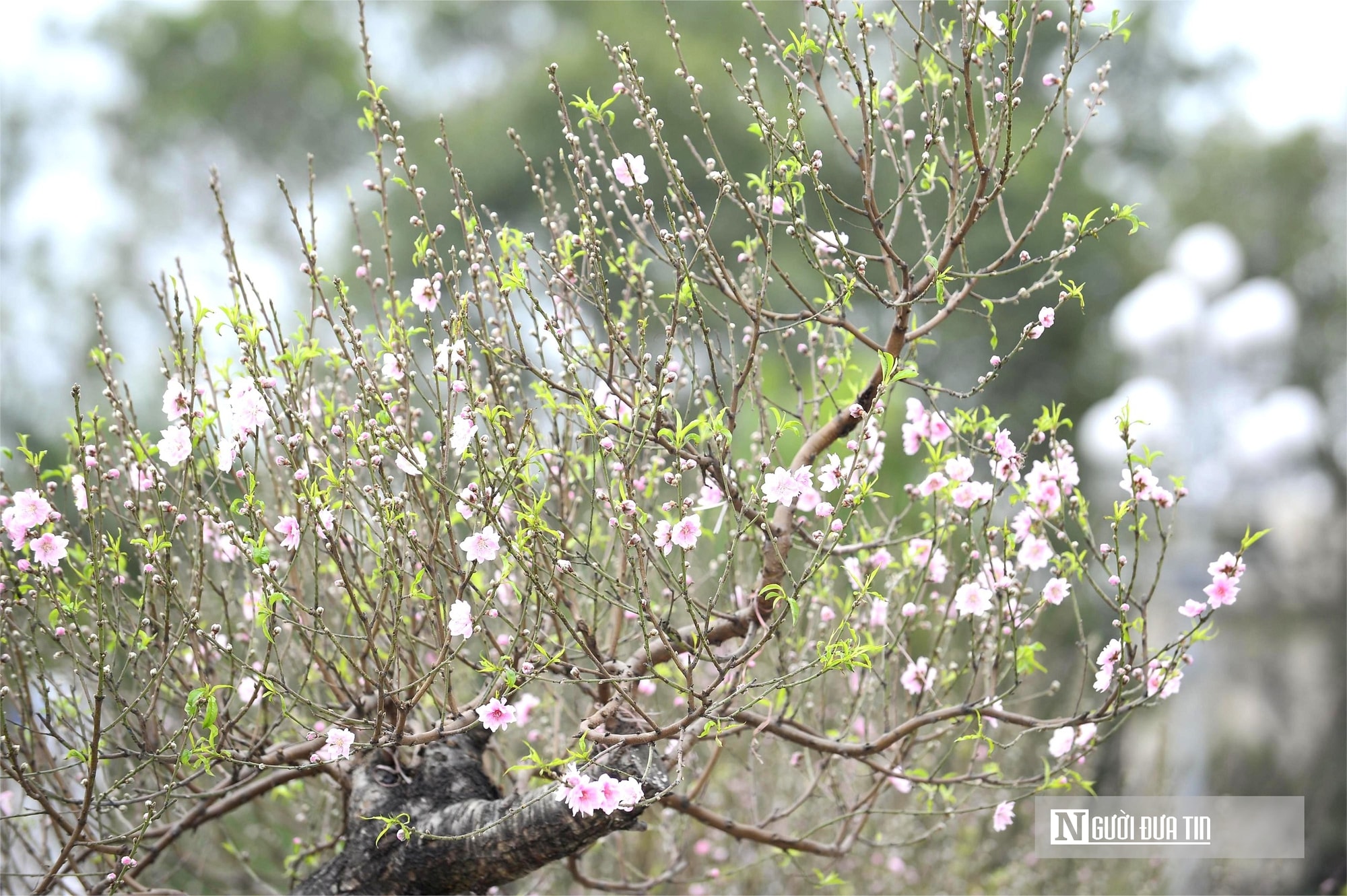 Chợ hoa đào rực rỡ sắc màu, có cây giá thuê lên tới 100 triệu đồng- Ảnh 14. Chợ hoa đào rực rỡ sắc màu, có cây giá thuê lên tới 100 triệu đồng- Ảnh 14.