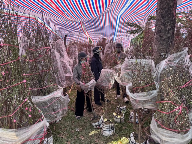 Không khí chợ hoa Tết ở TPHCM sôi động trước ngày khai trương 2026 - Ảnh 10.