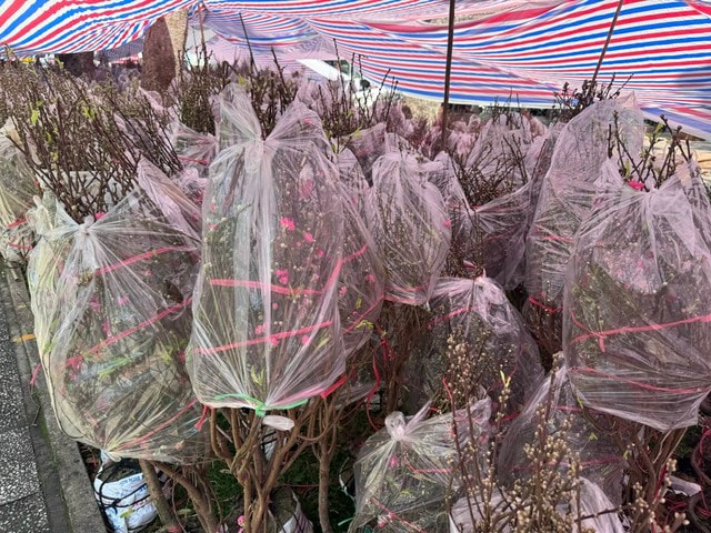 Không khí chợ hoa Tết ở TPHCM sôi động trước ngày khai trương 2026 - Ảnh 8.