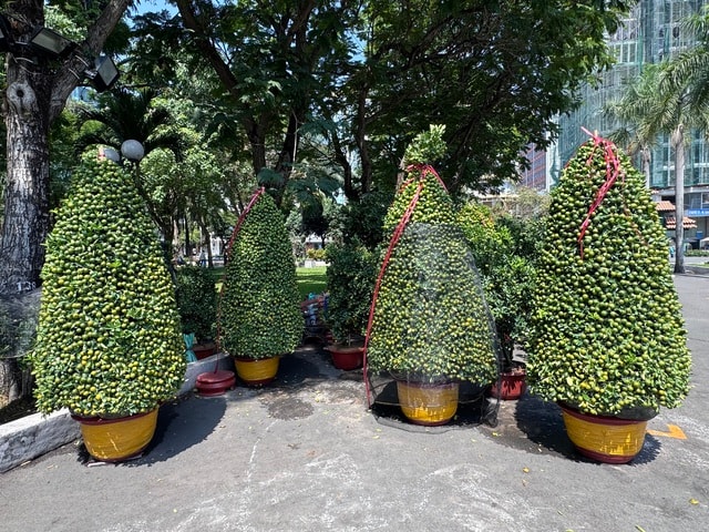 Không khí chợ hoa Tết ở TPHCM sôi động trước ngày khai trương 2026 - Ảnh 12.