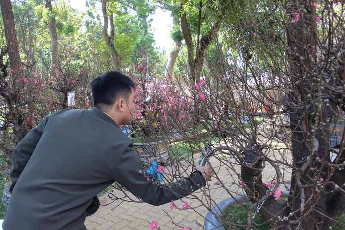 Đào cổ thụ tiền trăm triệu hút khách sớm ở chợ hoa TP HCM - Ảnh 3.