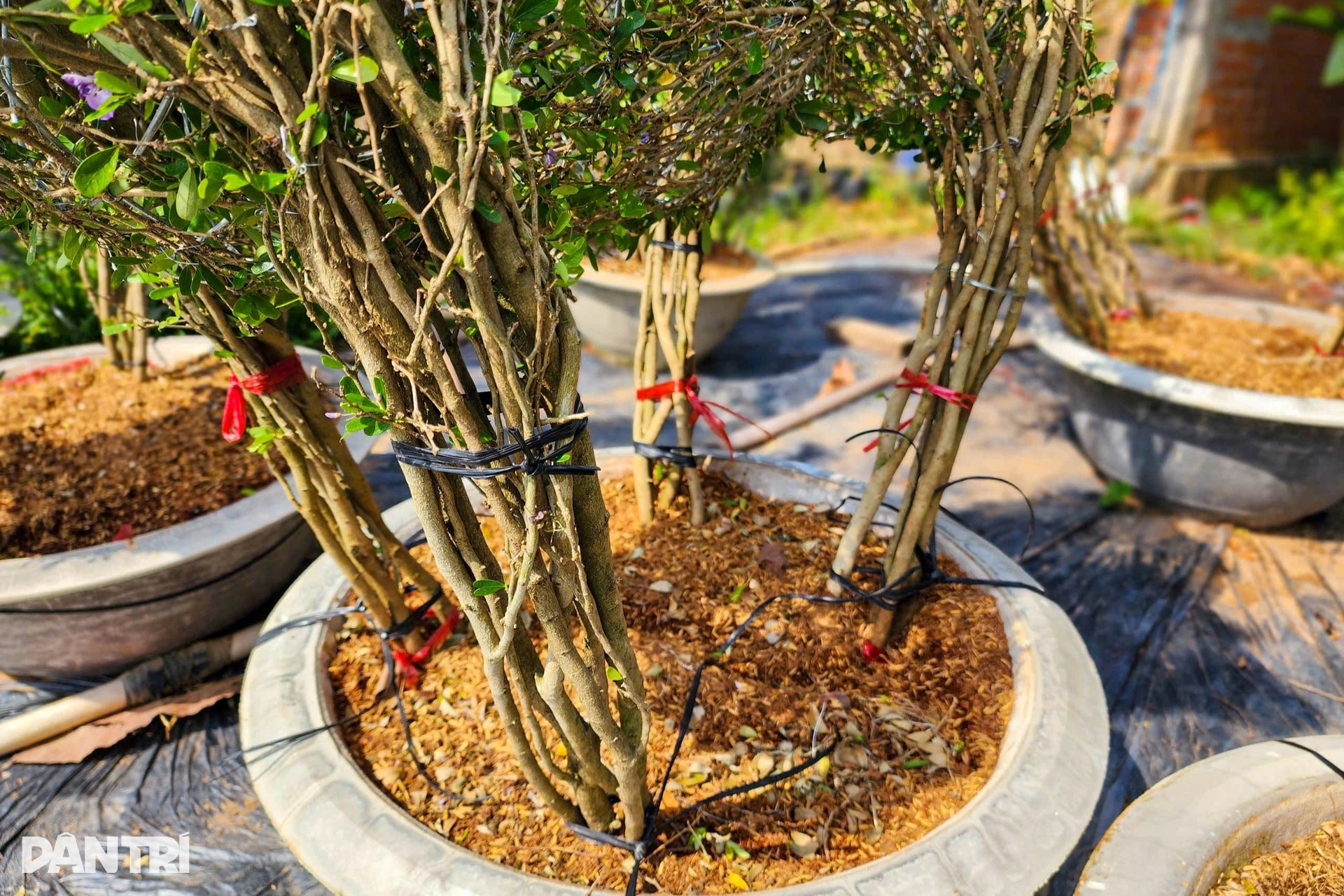 Nhà vườn miền Tây kể cách làm linh vật ngựa từ cây quất cảnh - 11 Nhà vườn miền Tây kể cách làm linh vật ngựa từ cây quất cảnh - 11