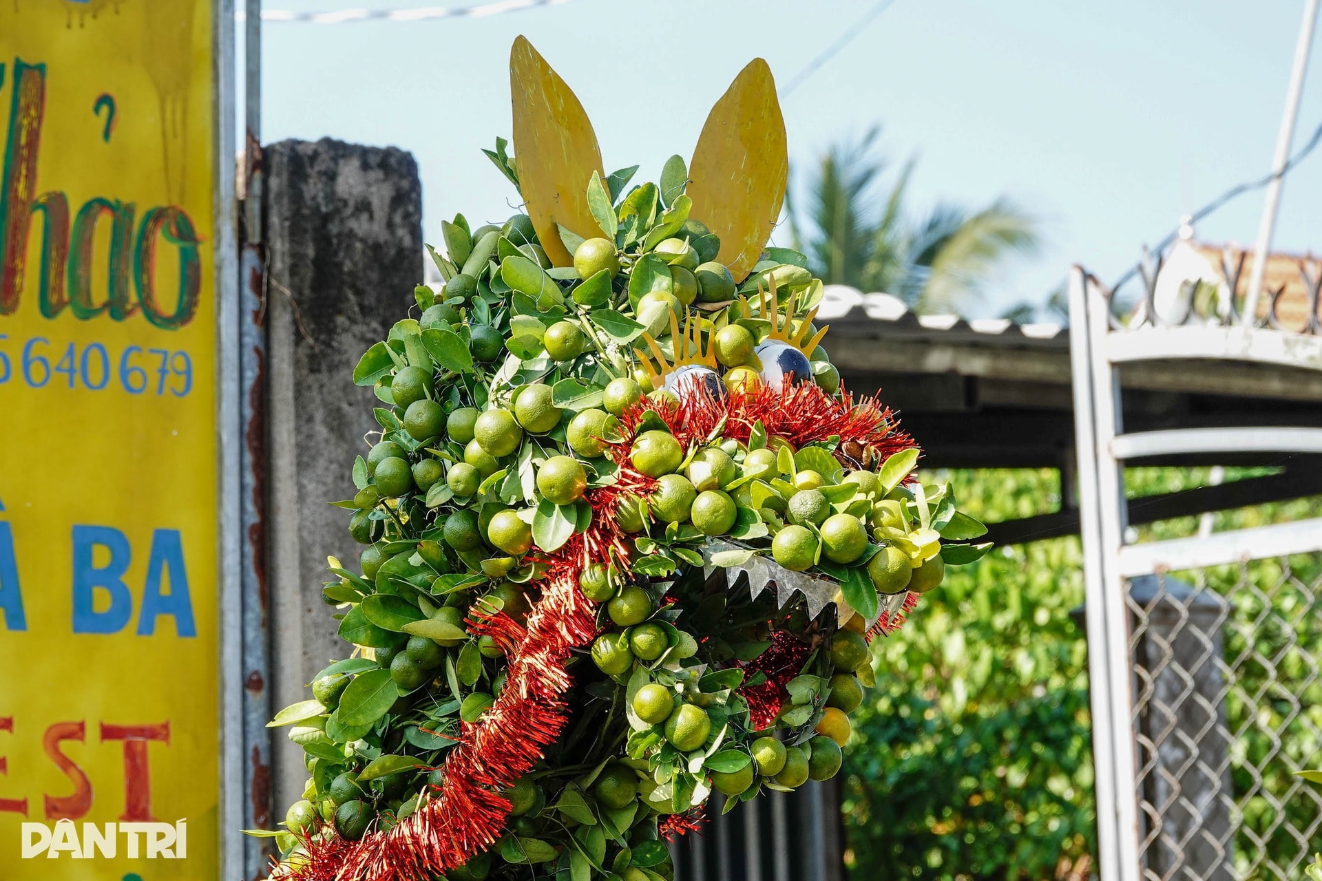 Nhà vườn miền Tây kể cách làm linh vật ngựa từ cây quất cảnh - 5 Nhà vườn miền Tây kể cách làm linh vật ngựa từ cây quất cảnh - 5
