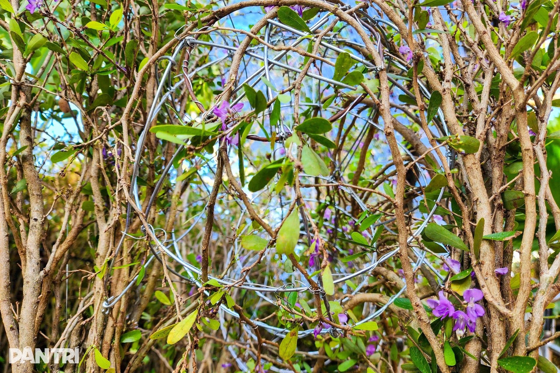 Nhà vườn miền Tây kể cách làm linh vật ngựa từ cây quất cảnh - 10 Nhà vườn miền Tây kể cách làm linh vật ngựa từ cây quất cảnh - 10