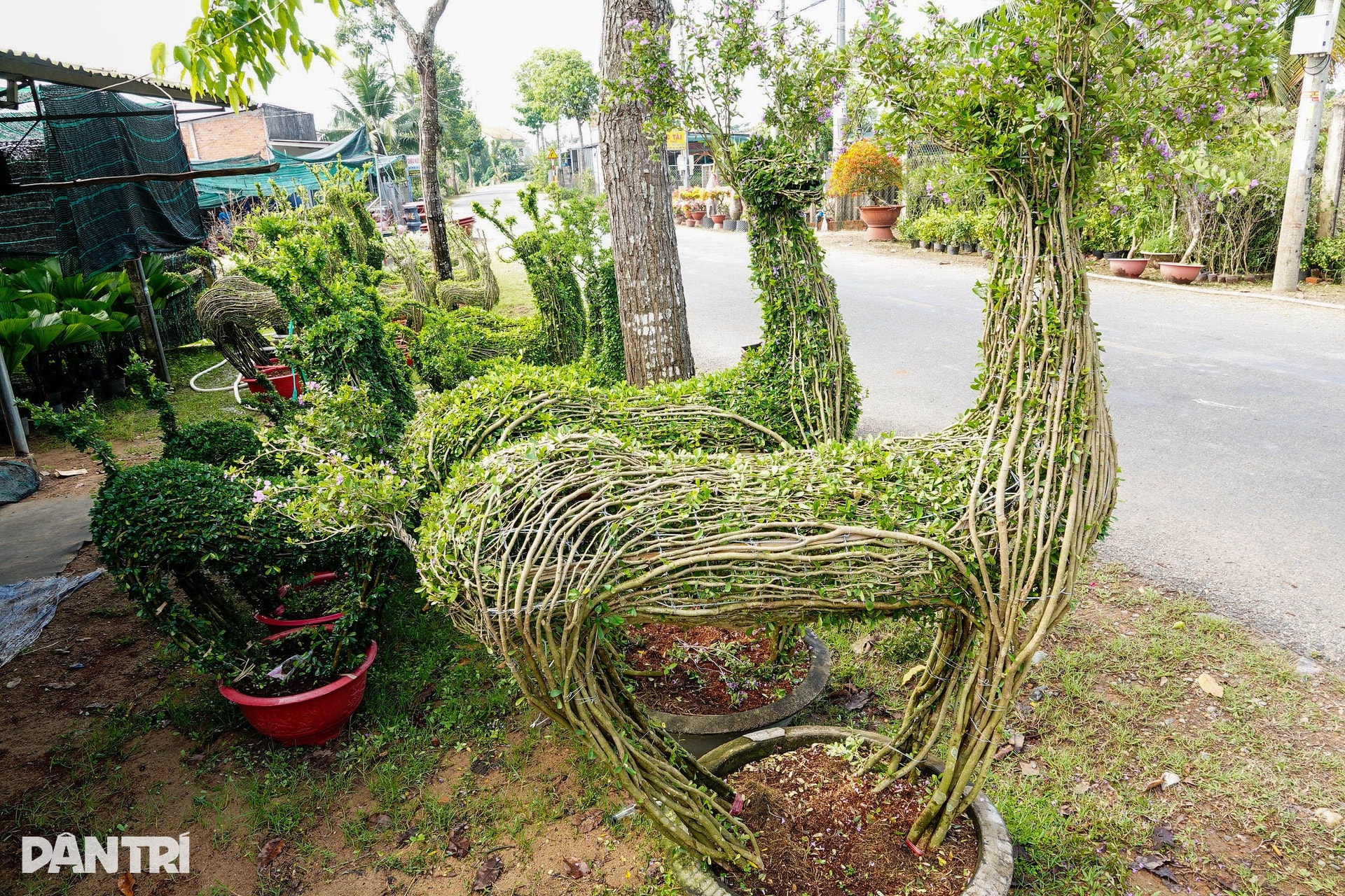 Nhà vườn miền Tây kể cách làm linh vật ngựa từ cây quất cảnh - 6 Nhà vườn miền Tây kể cách làm linh vật ngựa từ cây quất cảnh - 6