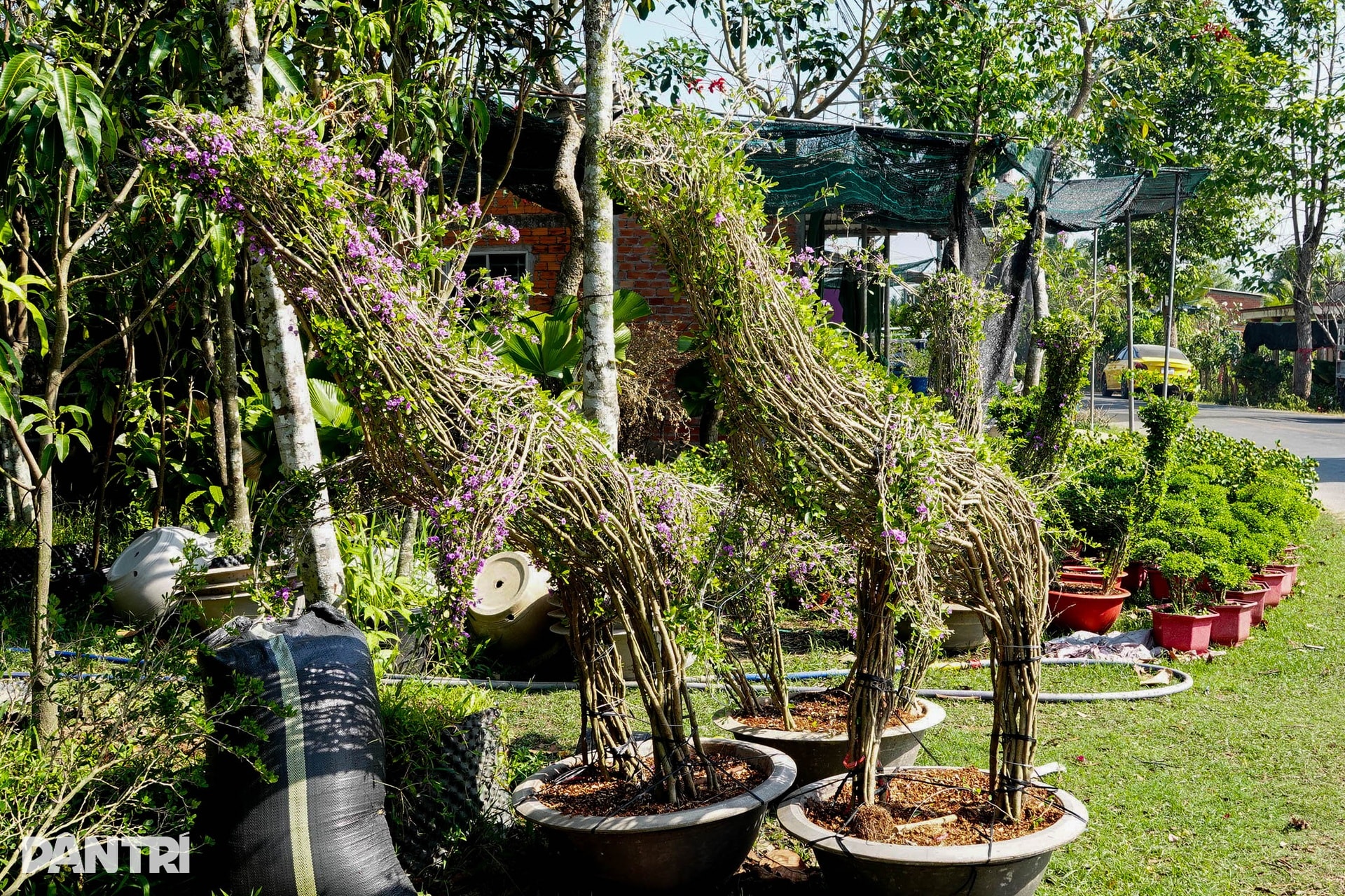 Nhà vườn miền Tây kể cách làm linh vật ngựa từ cây quất cảnh - 3 Nhà vườn miền Tây kể cách làm linh vật ngựa từ cây quất cảnh - 3