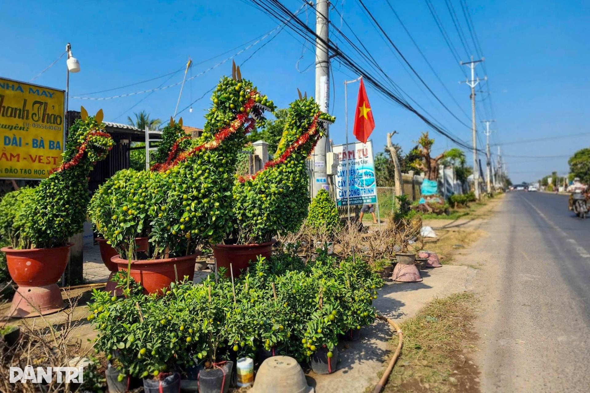 Nhà vườn miền Tây kể cách làm linh vật ngựa từ cây quất cảnh - 2 Nhà vườn miền Tây kể cách làm linh vật ngựa từ cây quất cảnh - 2