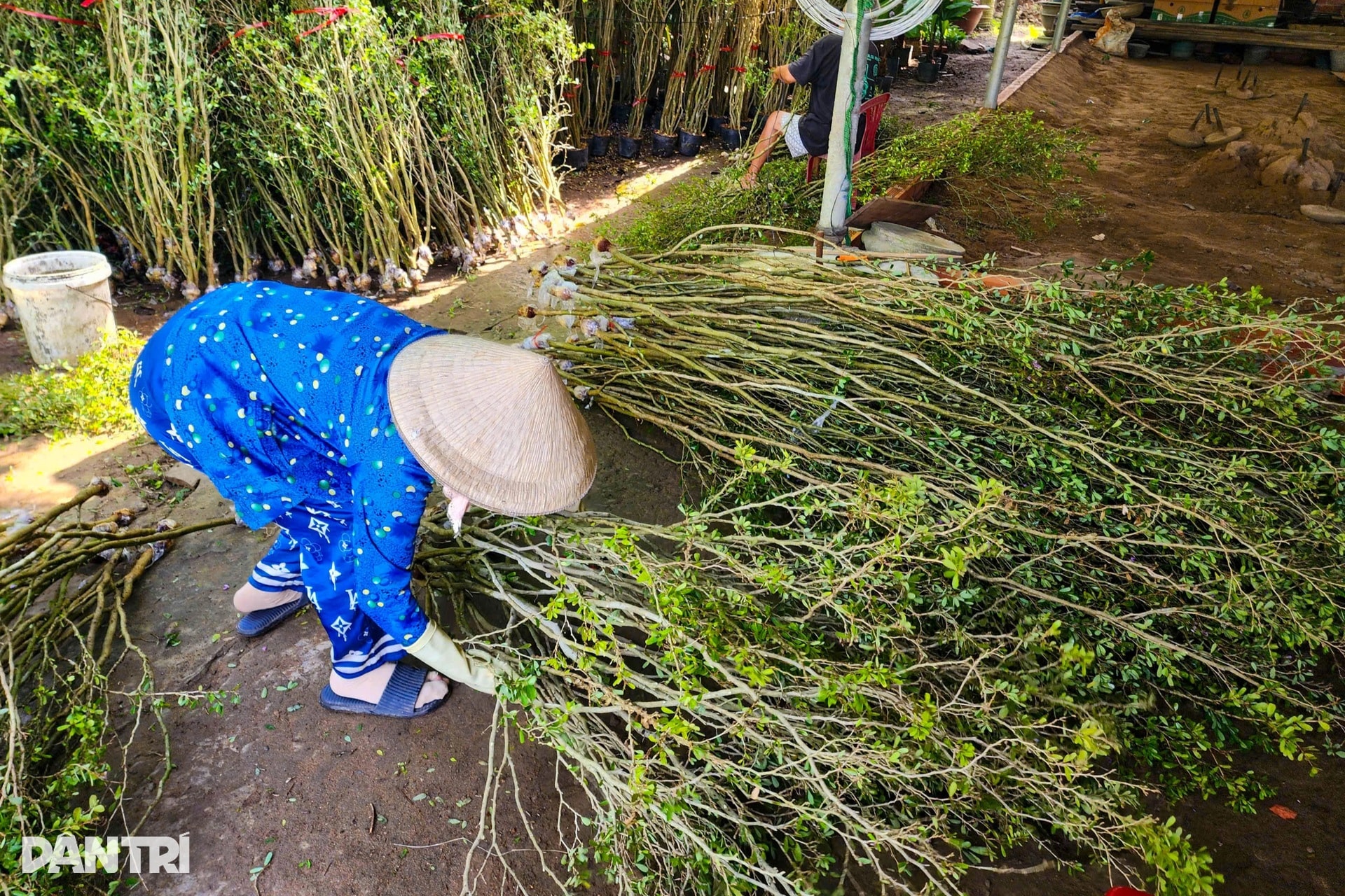 Nhà vườn miền Tây kể cách làm linh vật ngựa từ cây quất cảnh - 8 Nhà vườn miền Tây kể cách làm linh vật ngựa từ cây quất cảnh - 8