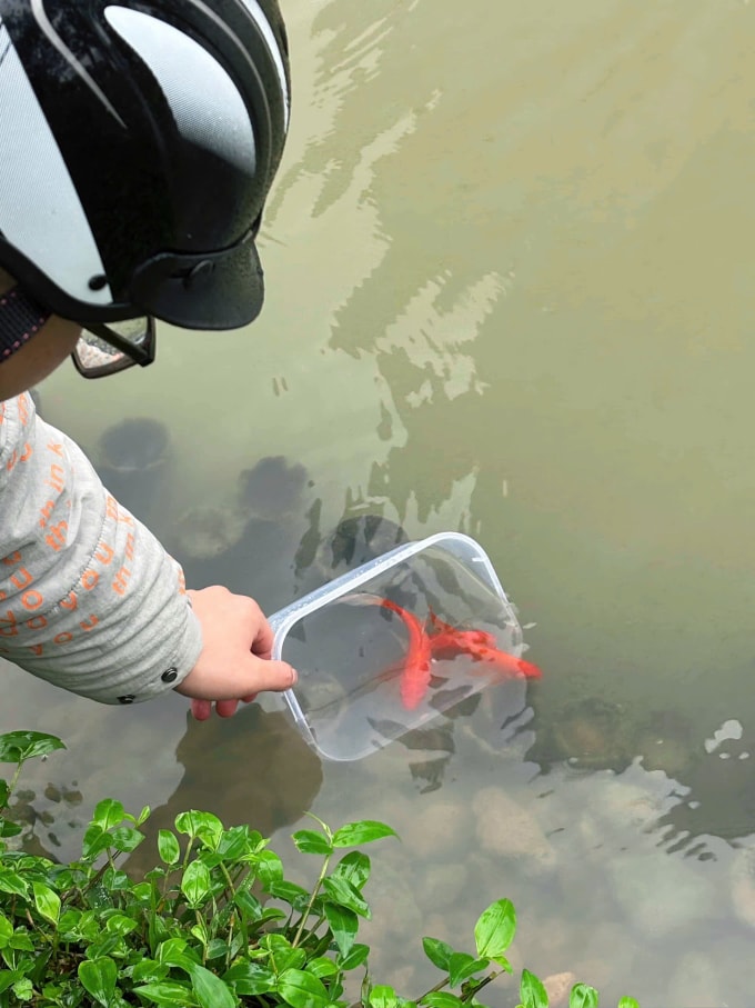 Chị Nguyễn Hồng, 27 tuổi, ở khu đô thị Ocean park (Hưng Yên) thả cá chép tại khúc sông nhỏ, cách nhà 10 km, sáng 9/2 (22 tháng Chạp). Ảnh: Nhân vật cung cấp