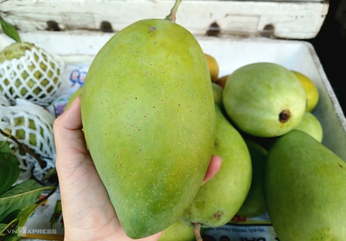 Xoài cát Hòa Lộc được bán tại cửa hàng trên đường Phan Đăng Lưu, phường Gia Định (TP HCM) sáng 9/2. Ảnh: Thi Hà