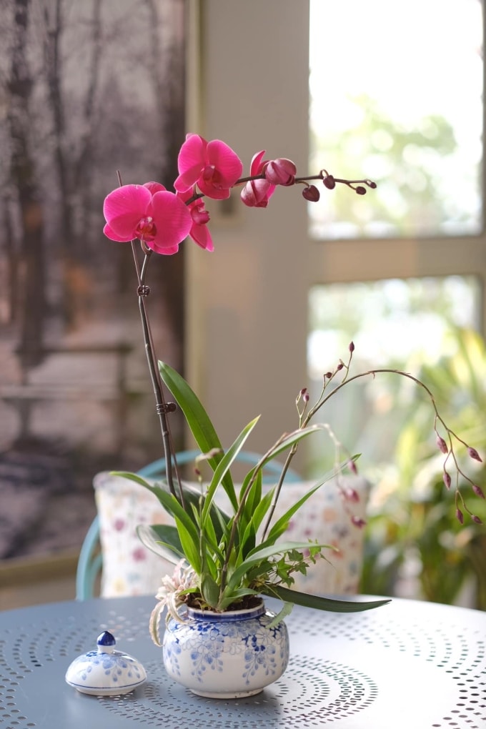 Những chậu lan hồ điệp dáng nhỏ phù hợp đặt trên bàn, kệ trang trí hay hốc tường. Ảnh: Đỗ Hoàng Lan