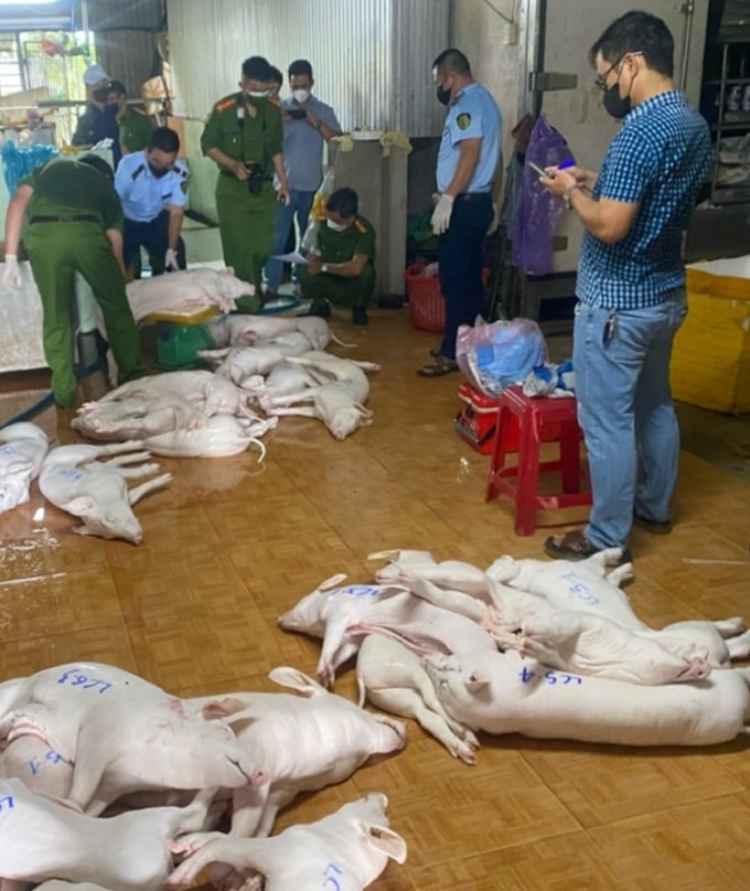 Phòng Cảnh sát kinh tế, Công an tỉnh Quảng Ngãi và đơn vị chức năng kiểm tra cơ sở giết mổ heo bệnh. Ảnh: Trà Câu