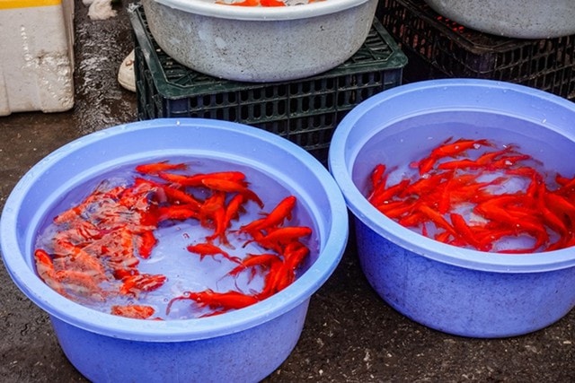 Gà luộc giá 1 triệu đồng/con có gì đặc biệt mà khách vẫn đổ xô mua - Ảnh 10.