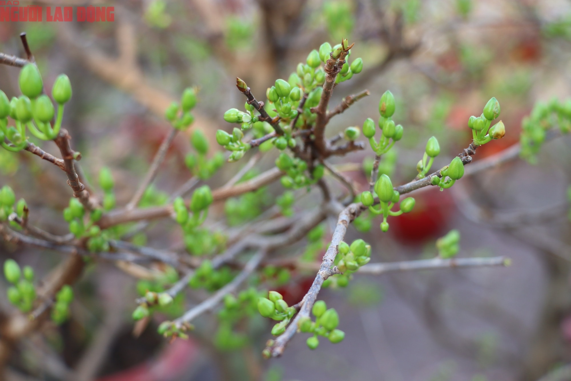 Hoa kiểng Tết 2026 giá bình dân hút khách tại miền Tây - Ảnh 2.