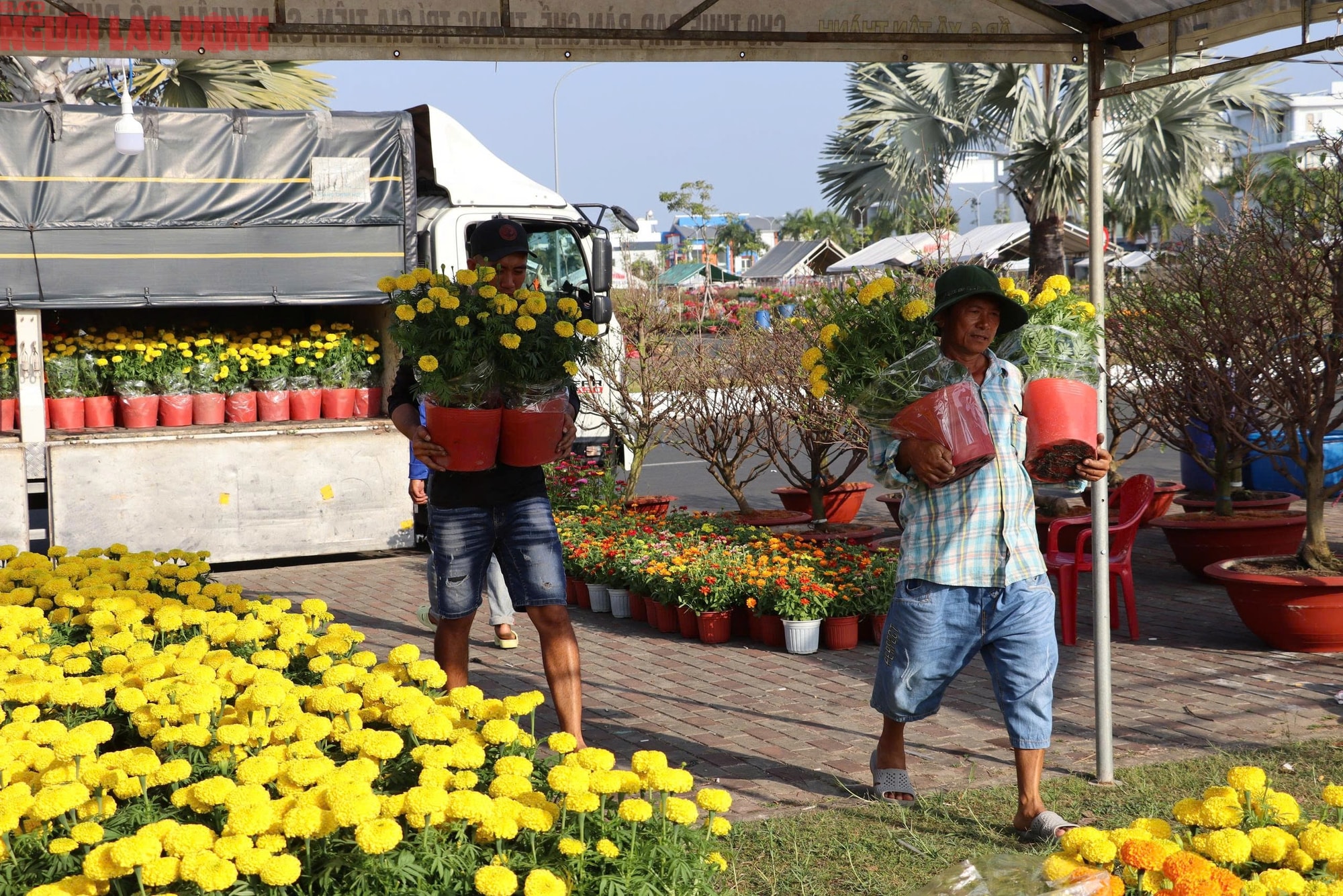 Hoa kiểng Tết 2026 giá bình dân hút khách tại miền Tây - Ảnh 5.