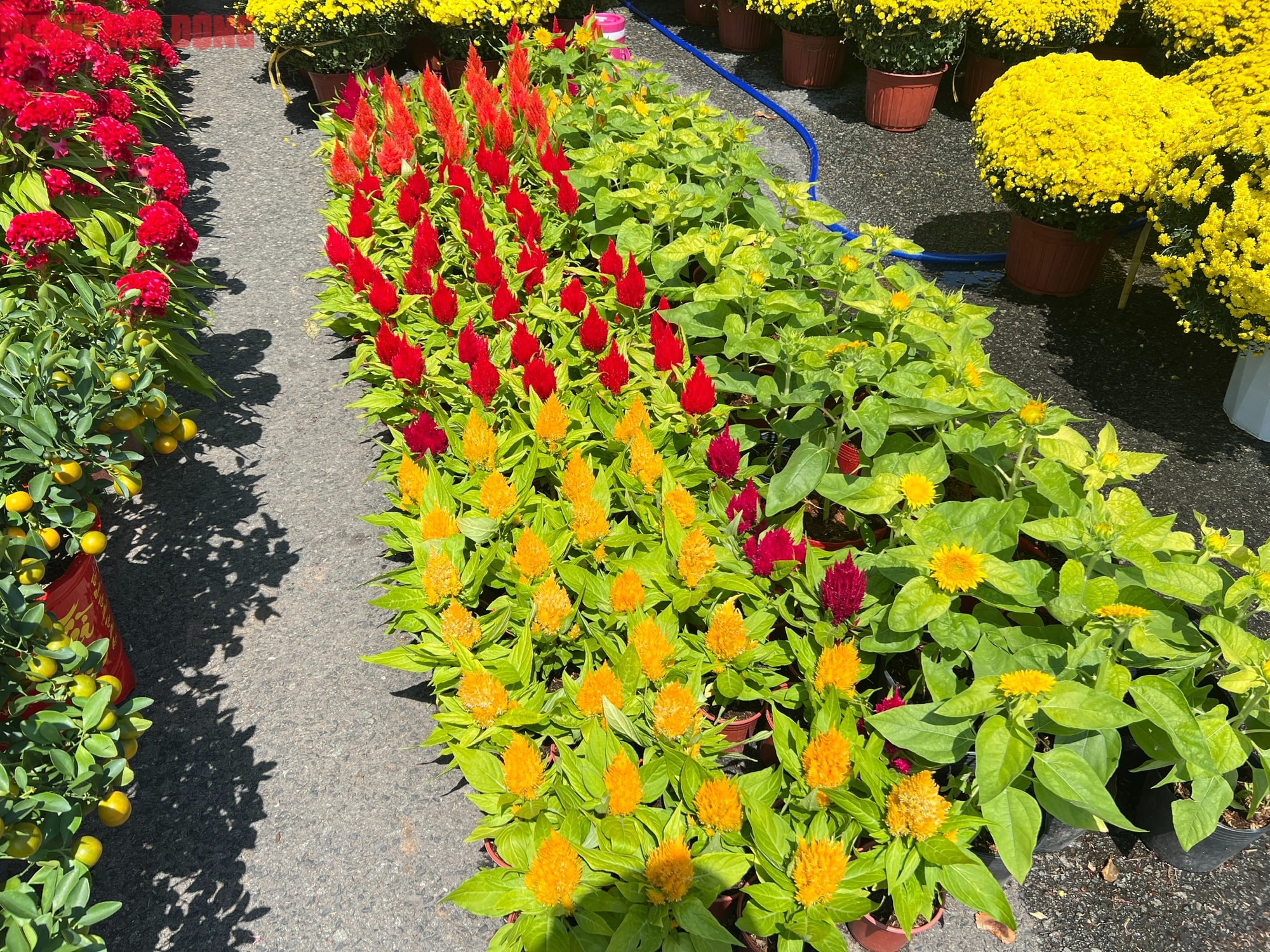 Hoa kiểng Tết 2026 giá bình dân hút khách tại miền Tây - Ảnh 7.