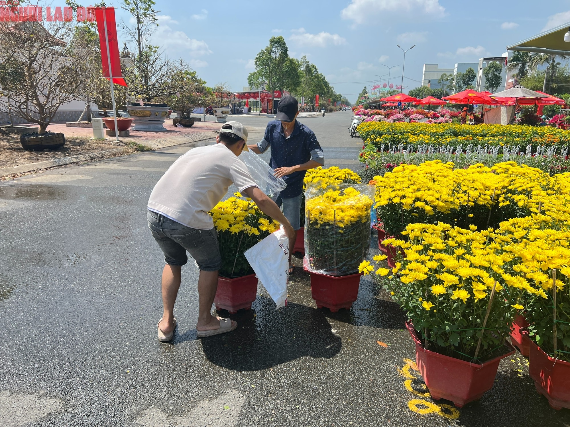 Hoa kiểng Tết 2026 giá bình dân hút khách tại miền Tây - Ảnh 8.