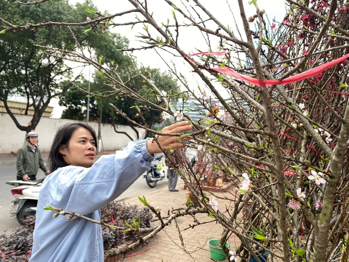 Hoa đào Tết nở sớm nhưng sức mua giảm , tiểu thương lo lắng - Ảnh 2. Hoa đào Tết nở sớm nhưng sức mua giảm , tiểu thương lo lắng - Ảnh 2.