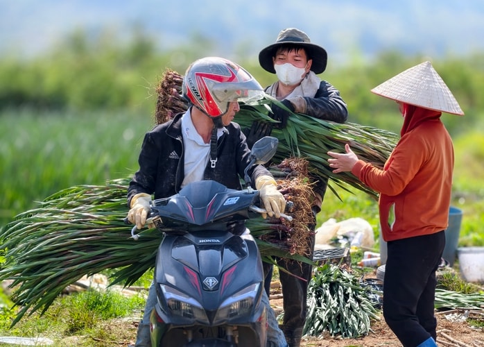 Hoa Lâm Đồng khoe sắc, rộn ràng - Ảnh 1.