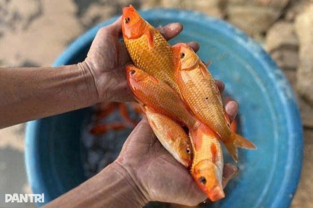 Nuôi cá chép đỏ, anh nông dân thu lãi hàng chục triệu đồng - 2