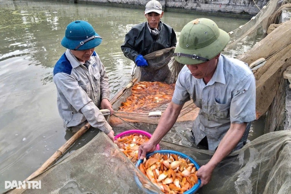 Nuôi cá chép đỏ, anh nông dân thu lãi hàng chục triệu đồng - 1