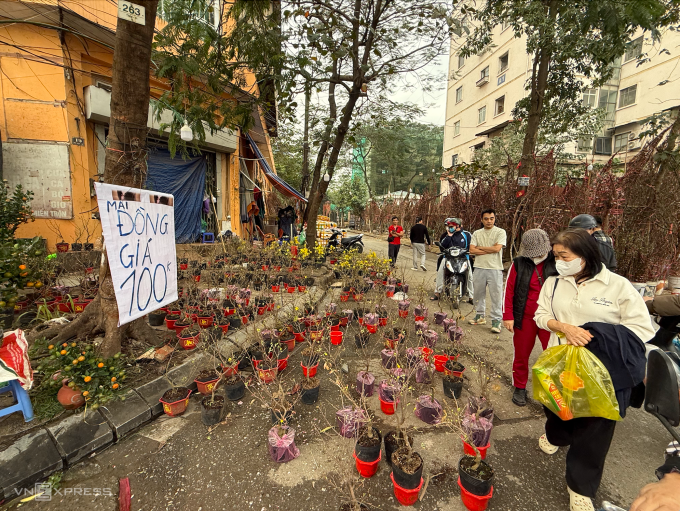 Loạt chậu mai vàng bán đồng giá 100.000 tại chợ hoa Đền Lừ, phường Hoàng Mai, Hà Nội, chiều 10/2. Ảnh: Nga Thanh