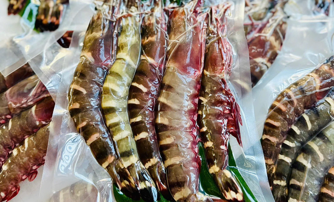 Tôm sú biển cỡ đại tại cửa hàng kinh doanh hải sản ở Nha Trang, Khánh Hòa. Ảnh: An Cảng