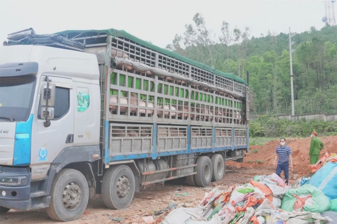 Xe tải chở 180 con lợn mắc dịch tả lợn châu Phi thời điểm bị phát hiện. Ảnh: Công an cung cấp