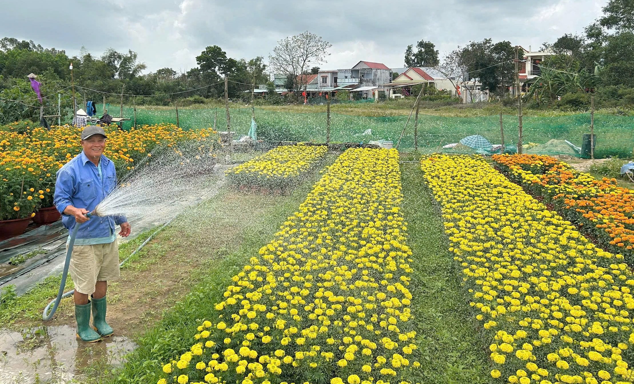 Làng hoa Dương Sơn cháy hàng dịp Tết Bính Ngọ 2026 với tiêu thụ hoa Tết mạnh mẽ - Ảnh 5.