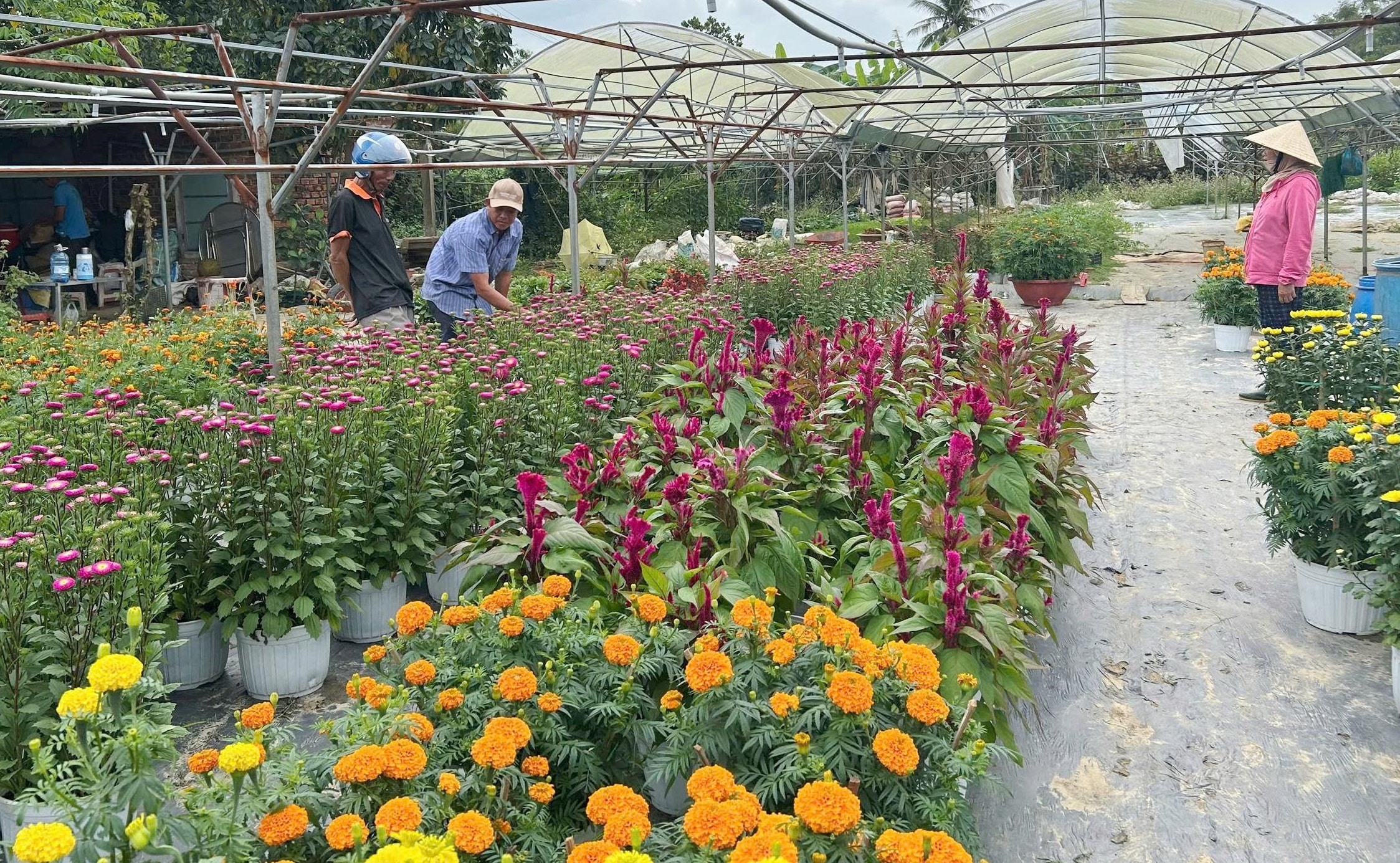 Làng hoa Dương Sơn cháy hàng dịp Tết Bính Ngọ 2026 với tiêu thụ hoa Tết mạnh mẽ - Ảnh 4.
