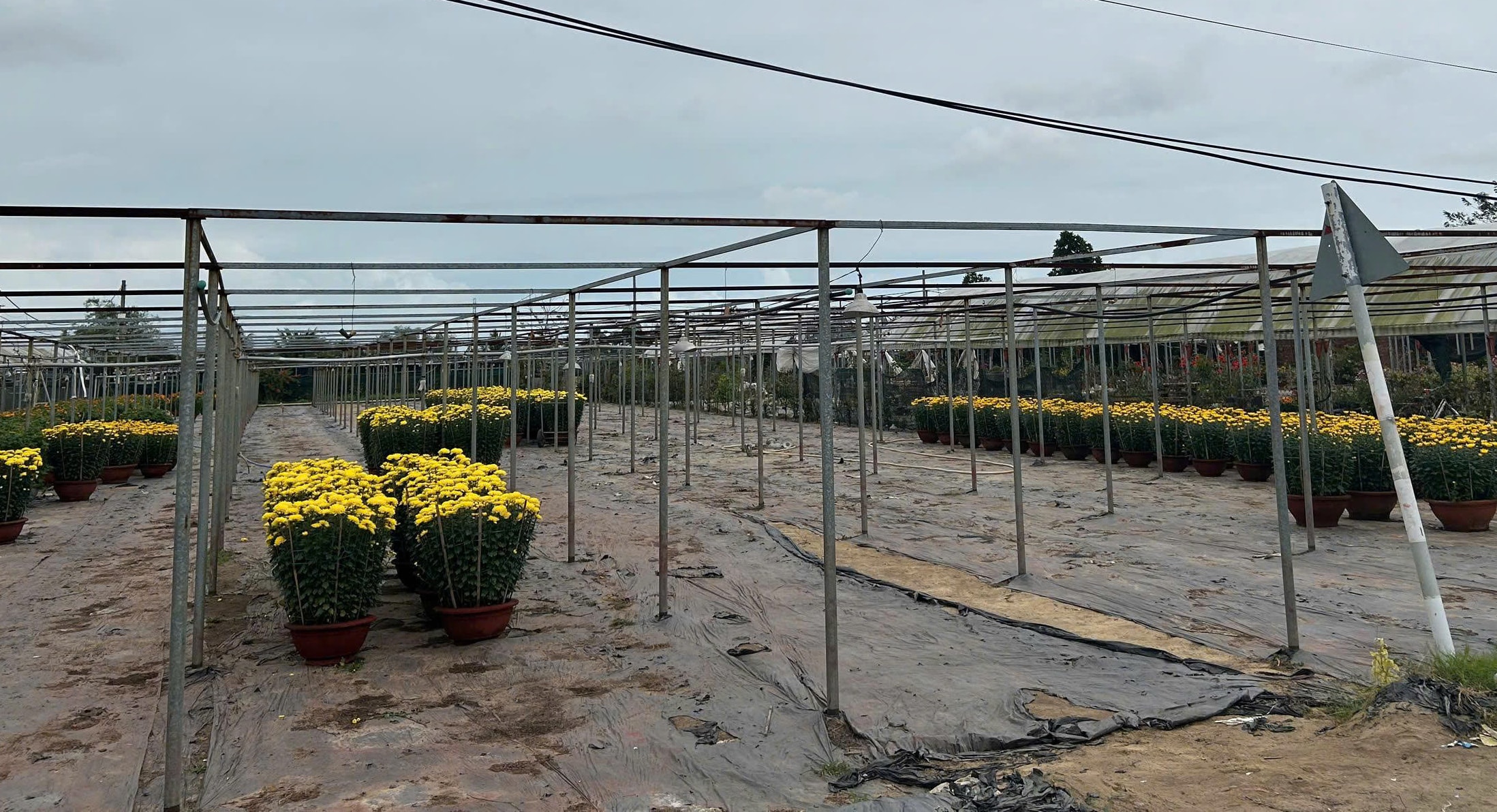 Làng hoa Dương Sơn cháy hàng dịp Tết Bính Ngọ 2026 với tiêu thụ hoa Tết mạnh mẽ - Ảnh 6.