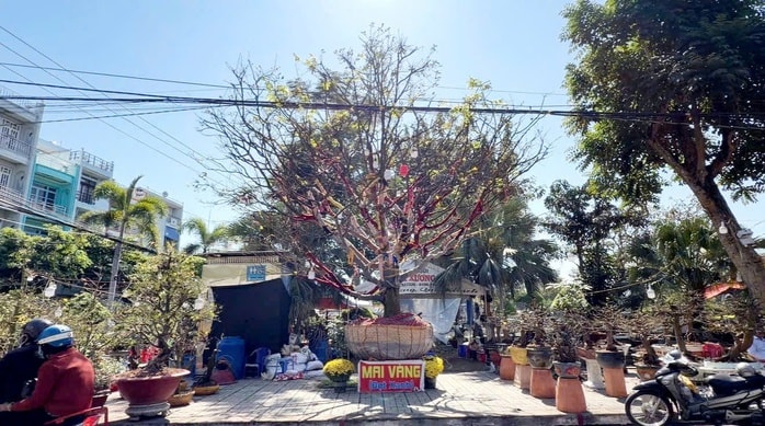 Cây mai vàng “ Nghinh Xuân Bính Ngọ ” rao bán 3 , 7 tỉ đồng ở An Giang - Ảnh 1.