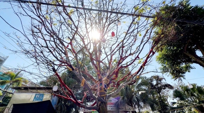 Cây mai vàng “ Nghinh Xuân Bính Ngọ ” rao bán 3 , 7 tỉ đồng ở An Giang - Ảnh 3.