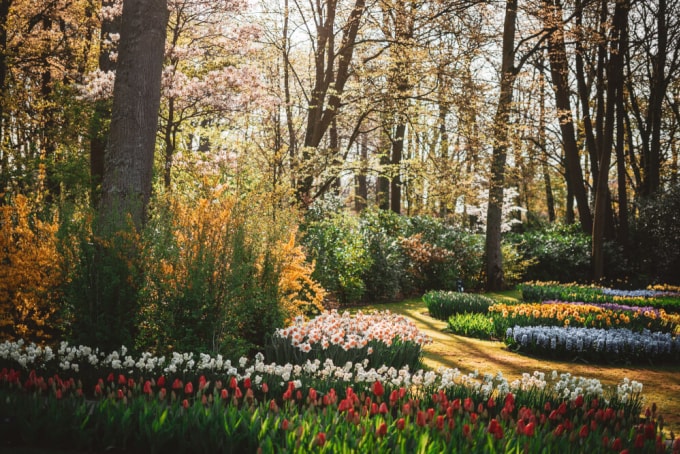 Nhiều khách Việt chọn đi châu Âu dịp Lễ hội hoa Keukenhof, Hà Lan. Ảnh: My duty free