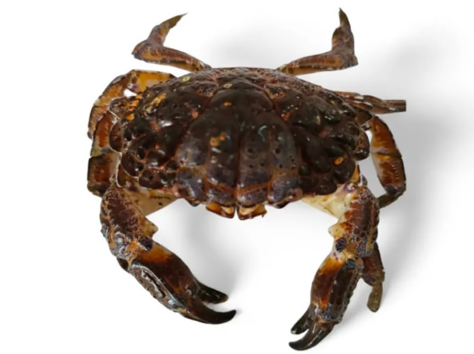 Loài cua mặt quỷ chứa một hỗn hợp độc tố thần kinh chết người. Ảnh: Facebook/Luzviminsa Satellite Clinic