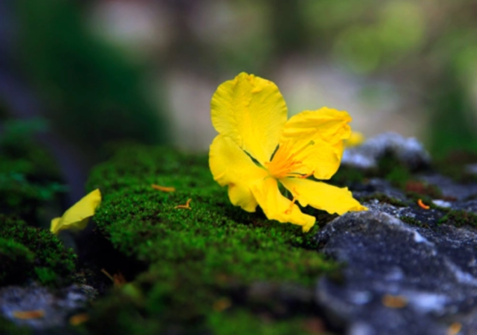 Màu vàng của hoa mai đại diện cho sự thịnh vượng. Ảnh: Nguyễn Đông