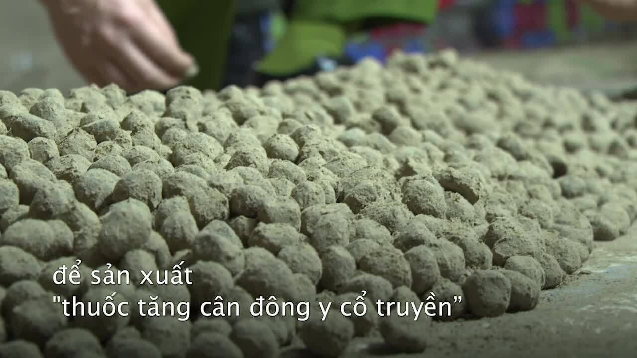 Chiêu trộn thuốc tân dược vào 'đông y' để tạo hiệu quả tăng cân nhanh