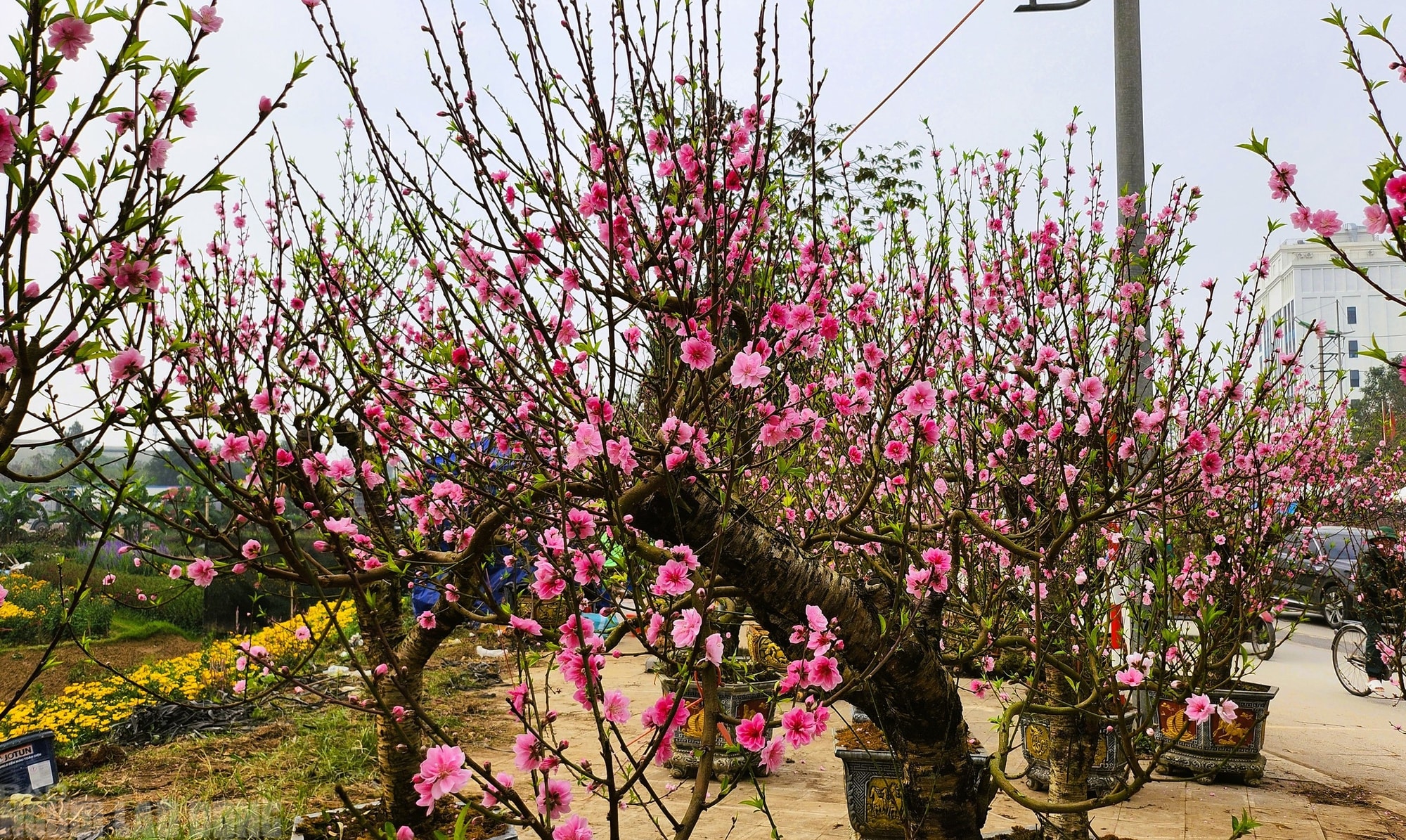 Đào nở thắm phố phường, tiểu thương méo mặt chặt bỏ - Ảnh 1.