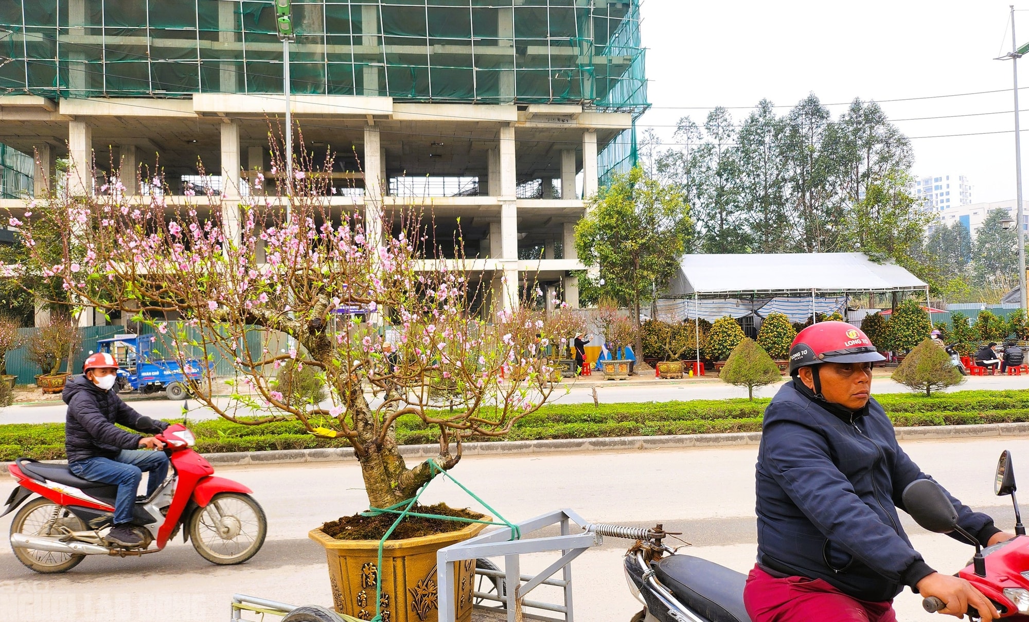 Đào nở thắm phố phường, tiểu thương méo mặt chặt bỏ - Ảnh 9.