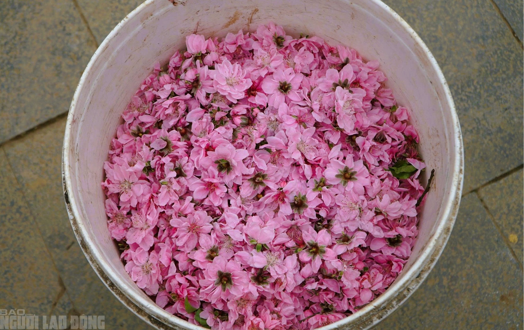 Đào nở thắm phố phường, tiểu thương méo mặt chặt bỏ - Ảnh 15.