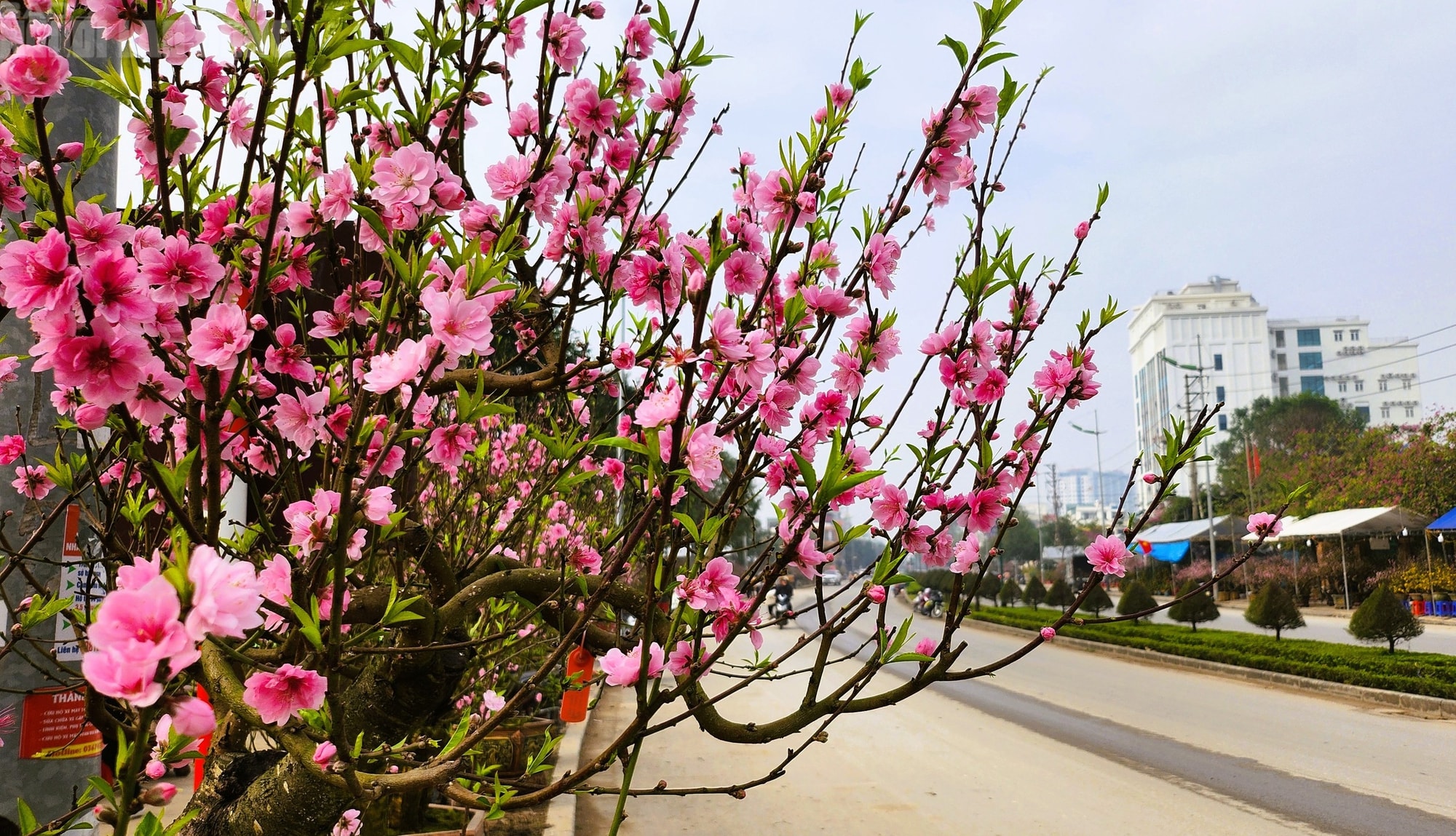 Đào nở thắm phố phường, tiểu thương méo mặt chặt bỏ - Ảnh 3.