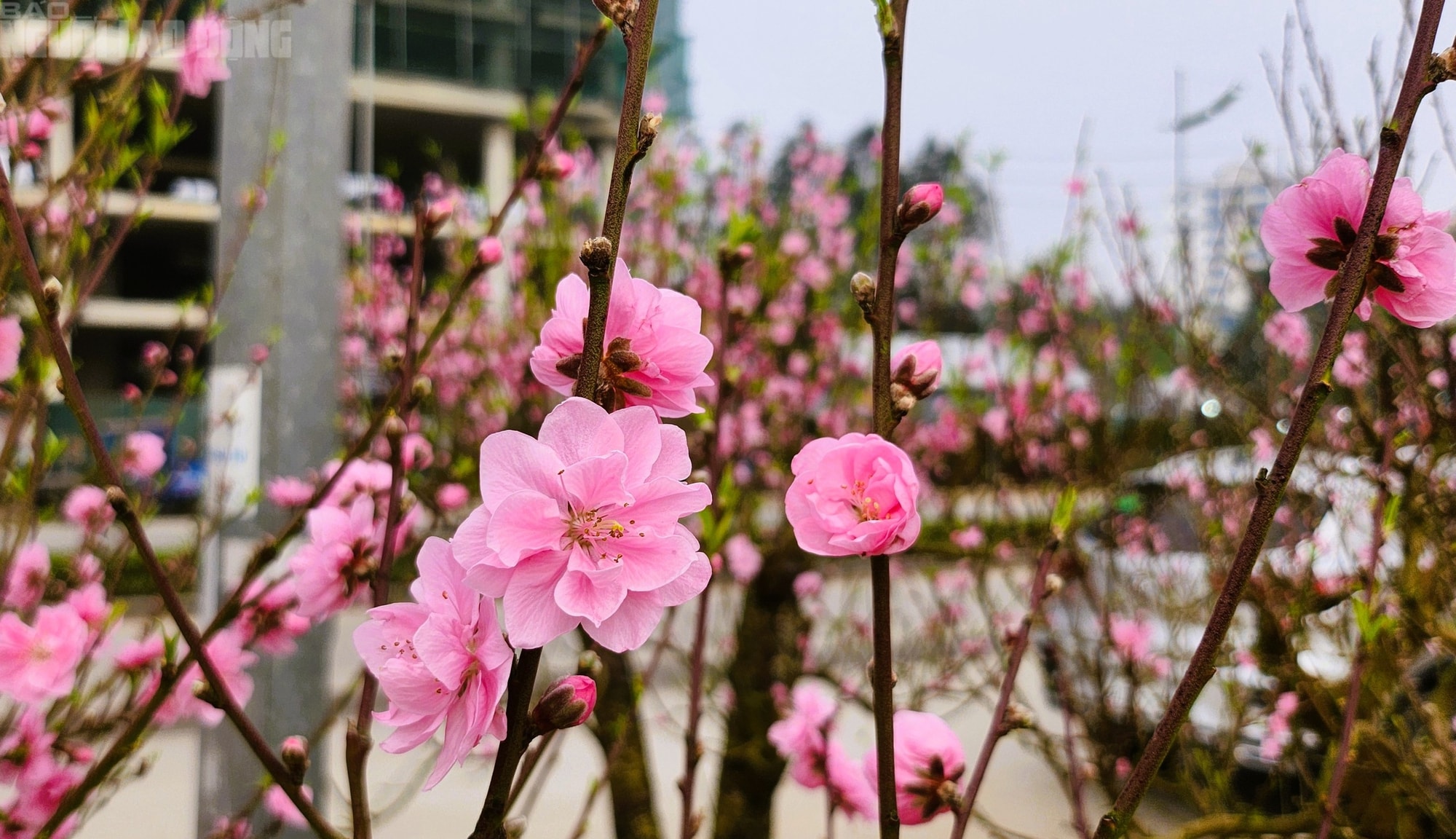 Đào nở thắm phố phường, tiểu thương méo mặt chặt bỏ - Ảnh 5.