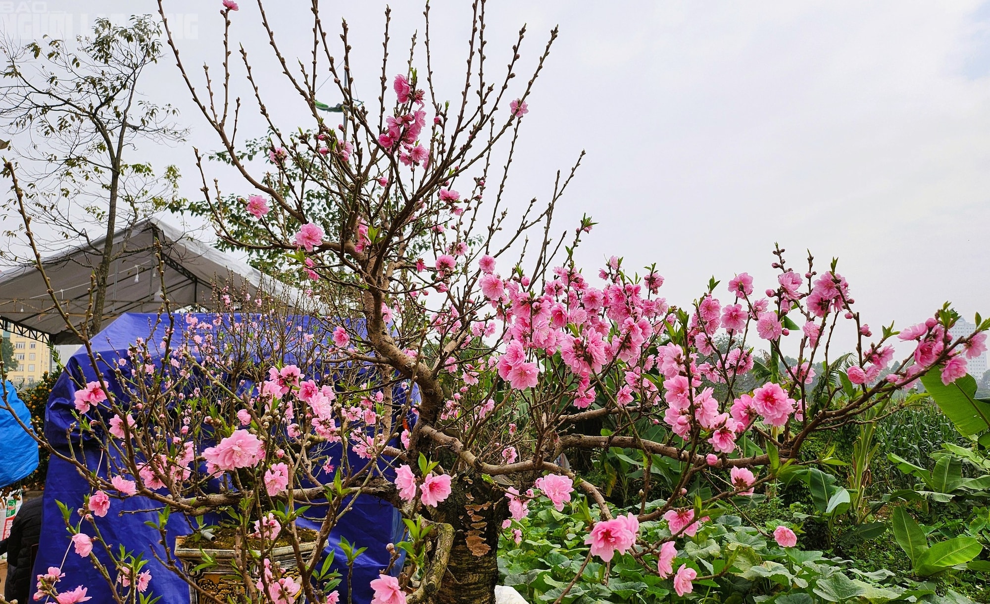 Đào nở thắm phố phường, tiểu thương méo mặt chặt bỏ - Ảnh 6.