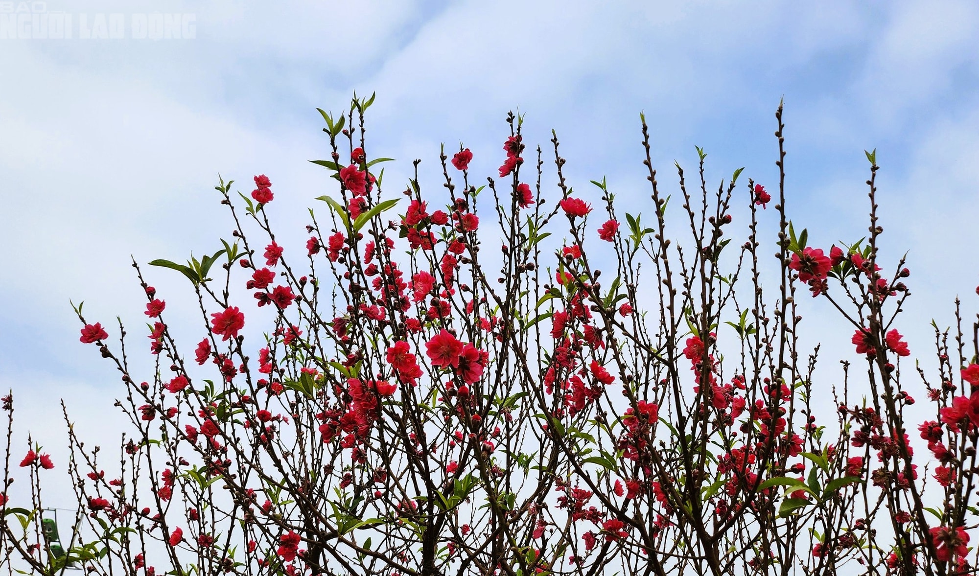 Đào nở thắm phố phường, tiểu thương méo mặt chặt bỏ - Ảnh 7.