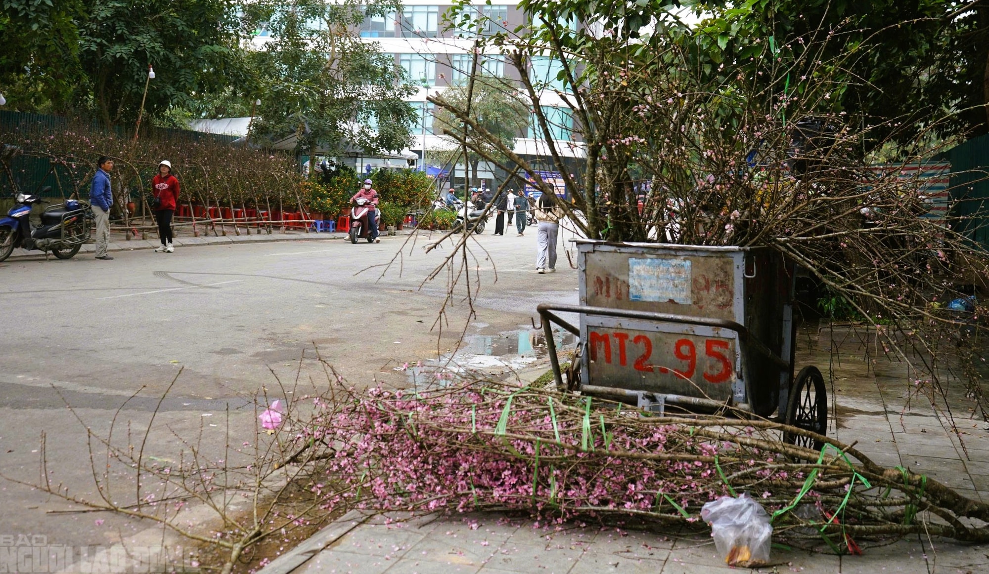 Đào nở thắm phố phường, tiểu thương méo mặt chặt bỏ - Ảnh 11.