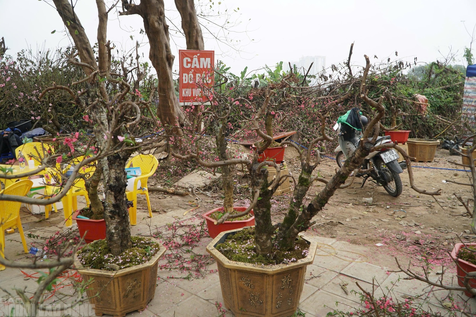 Đào nở thắm phố phường, tiểu thương méo mặt chặt bỏ - Ảnh 14.