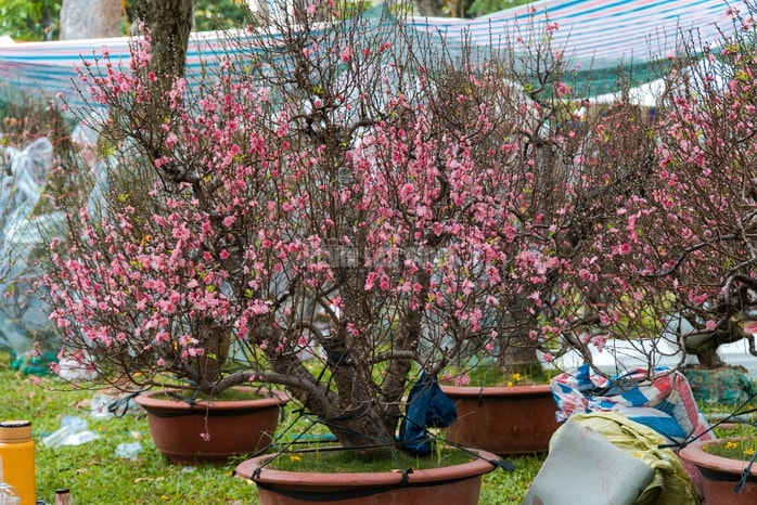 - Ảnh 1. - Ảnh 1.